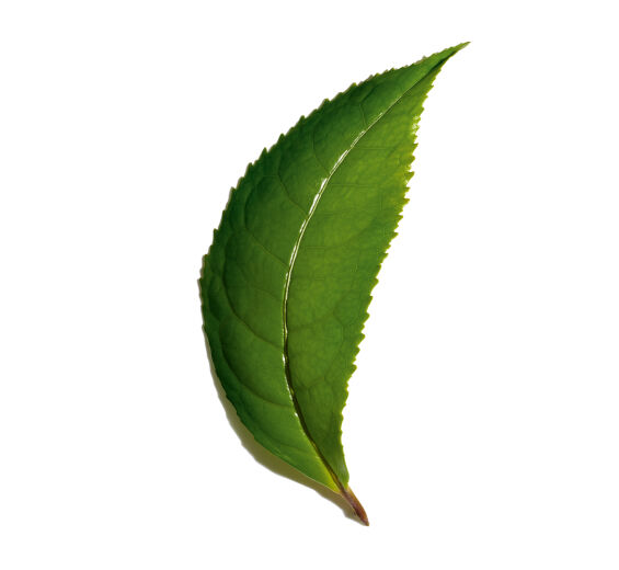Teestrauch-Biologischer Matcha Tee-Extrakt-Camellia sinensis leaf extract